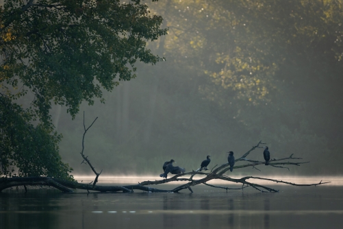 Frederic Demeuse WALD Photography-4